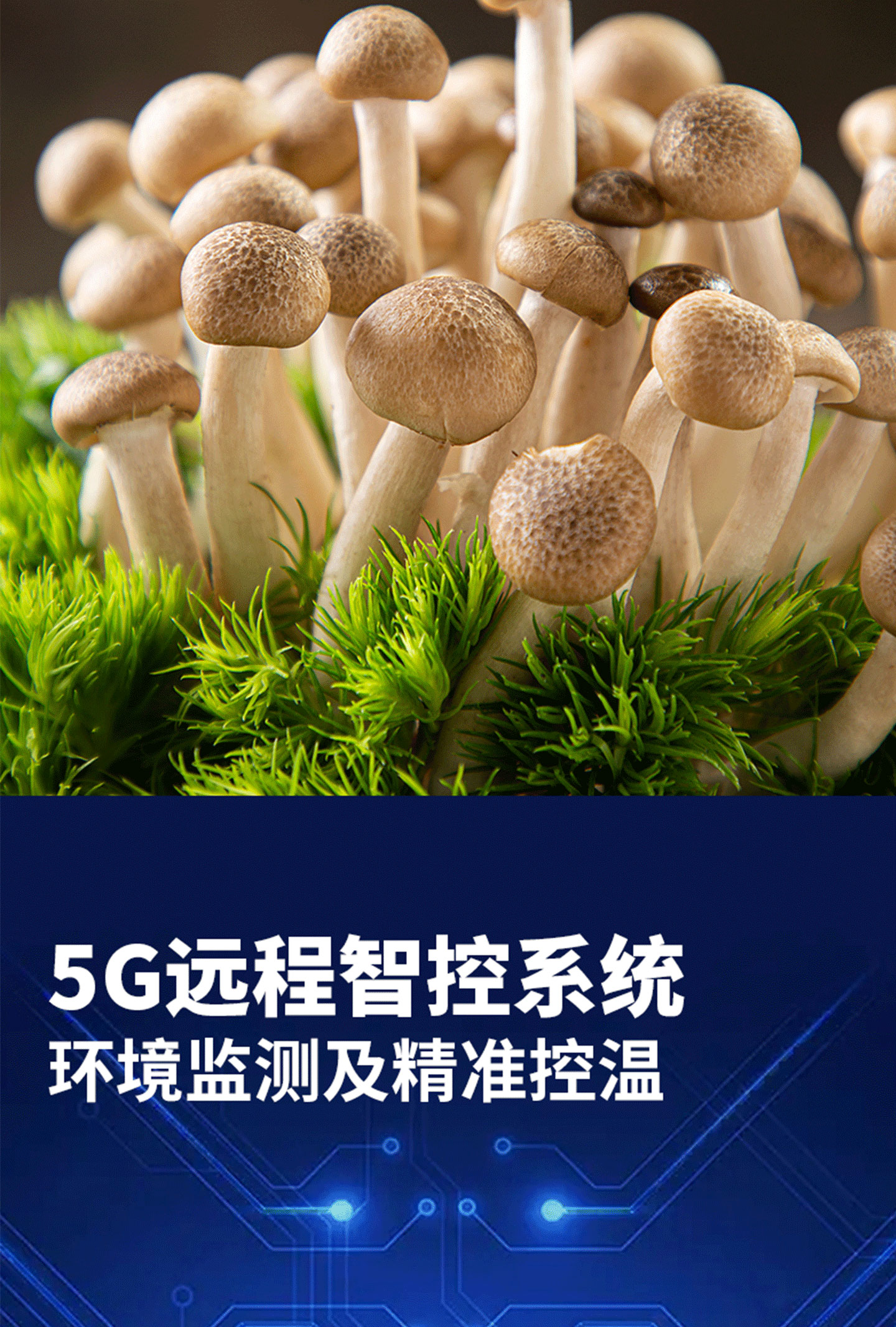 菌菇菜種植方(fang)艙